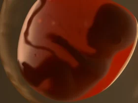 gestation