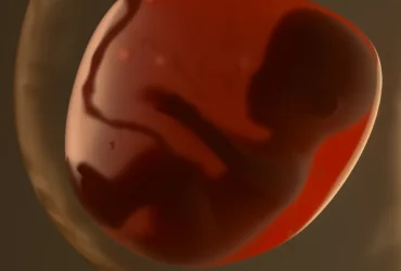 gestation
